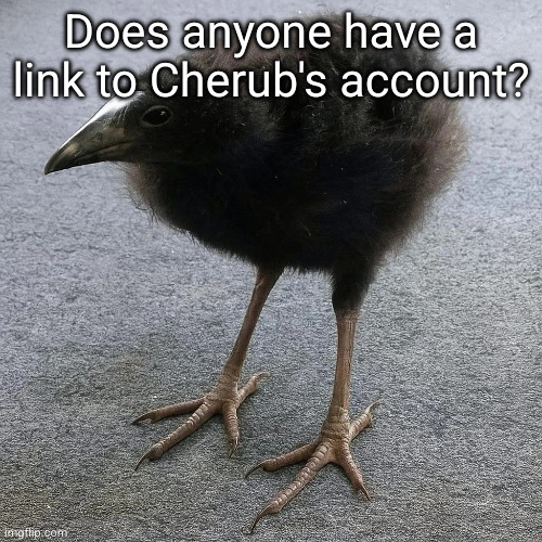 pukeko chick | Does anyone have a link to Cherub's account? | image tagged in pukeko chick | made w/ Imgflip meme maker