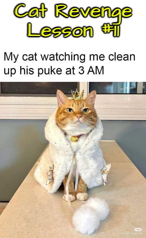 Cat Revenge Lesson #11 | Cat Revenge Lesson #11 | image tagged in cats,funny cats,revenge,superior royalty,puke,evil overlord rules | made w/ Imgflip meme maker