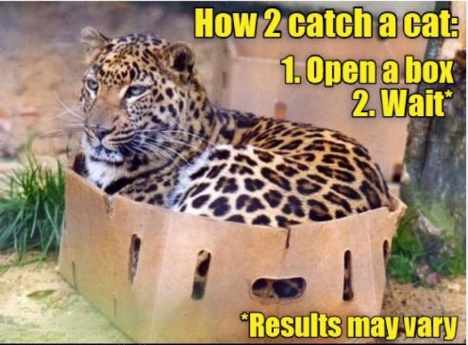 How To Catch A Cat | image tagged in cats,funny cats,tigers,boxes,how to,instructions | made w/ Imgflip meme maker