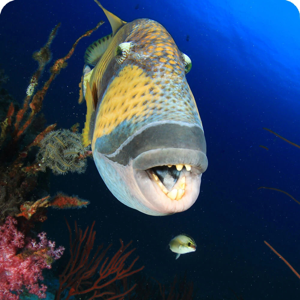 Triggerfish Blank Meme Template