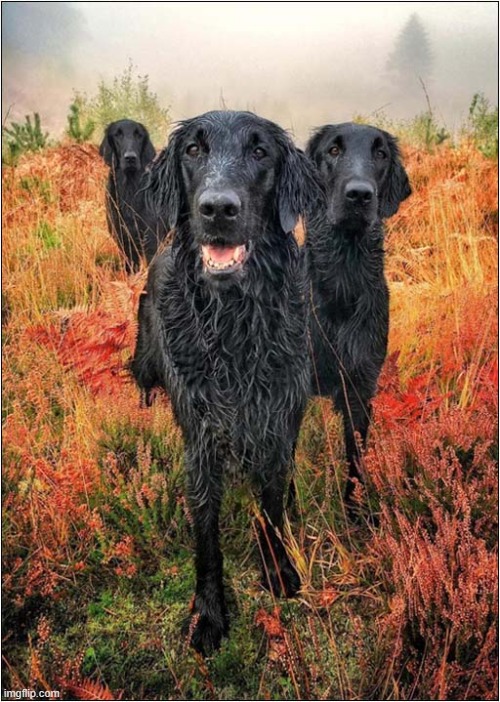 Swimming: It's Great ! | image tagged in dogs,retrievers,swimming,that would be great | made w/ Imgflip meme maker