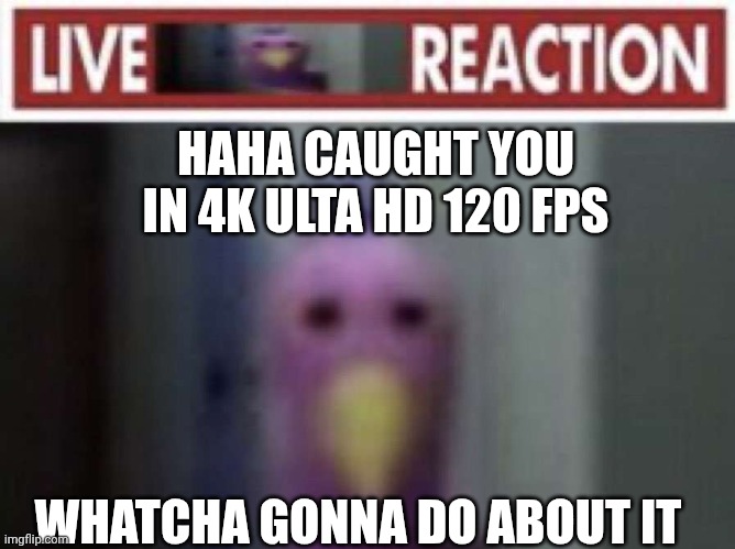 Opila gotcha | HAHA CAUGHT YOU IN 4K ULTA HD 120 FPS; WHATCHA GONNA DO ABOUT IT | image tagged in live opila bird reaction | made w/ Imgflip meme maker