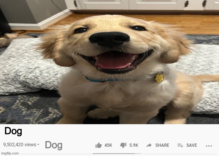 youtube video template | Dog; Dog | image tagged in youtube video template | made w/ Imgflip meme maker