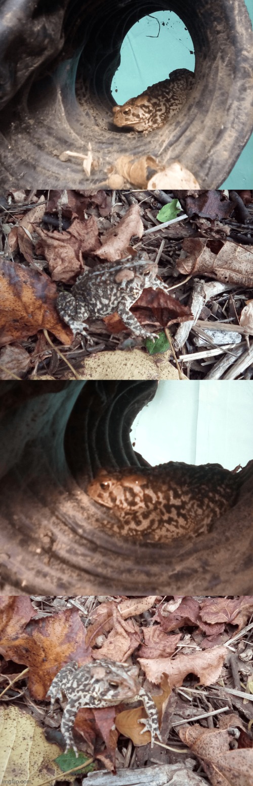 Chill asf toad I found outside while looking for wooly bears | made w/ Imgflip meme maker
