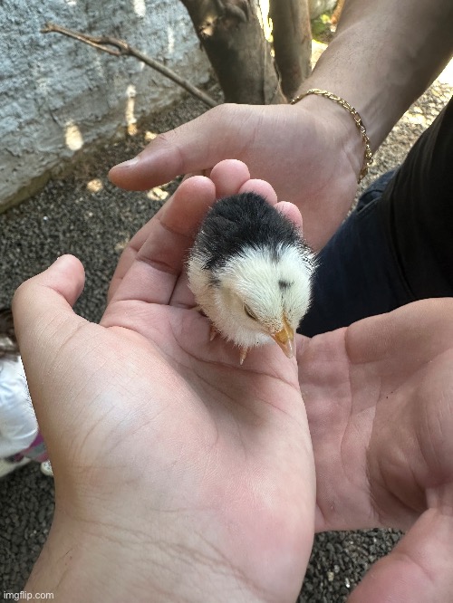 Chick | image tagged in chik | made w/ Imgflip meme maker