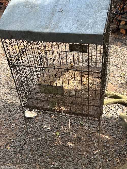 Here is My grandma’s parrot, John cena. | image tagged in memes,shitpost,metal gear | made w/ Imgflip meme maker
