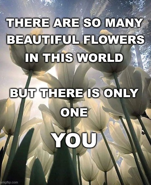 There is Only One You! | THERE ARE SO MANY; BEAUTIFUL FLOWERS; IN THIS WORLD; BUT THERE IS ONLY; YOU; ONE | image tagged in flowers,beautiful,imagine if you will,only one you,i love you | made w/ Imgflip meme maker