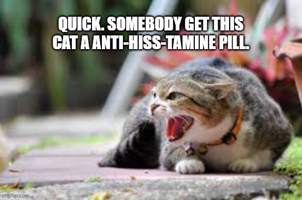 Somebody need to give this cat a anti-hiss-tamine pill. | QUICK. SOMEBODY GET THIS CAT A ANTI-HISS-TAMINE PILL. | image tagged in cats,funny,kittens,humor,play on words,funny cat meme | made w/ Imgflip meme maker