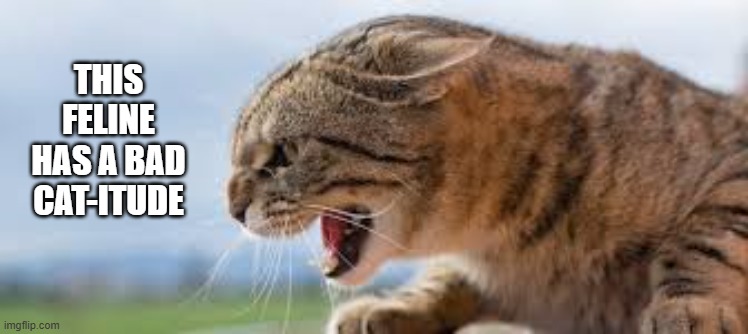 This cat has a bad cat-itude.  --  funny  -- | THIS FELINE HAS A BAD CAT-ITUDE | image tagged in funny,cats,humor,kittens,play on words,funny cat meme | made w/ Imgflip meme maker