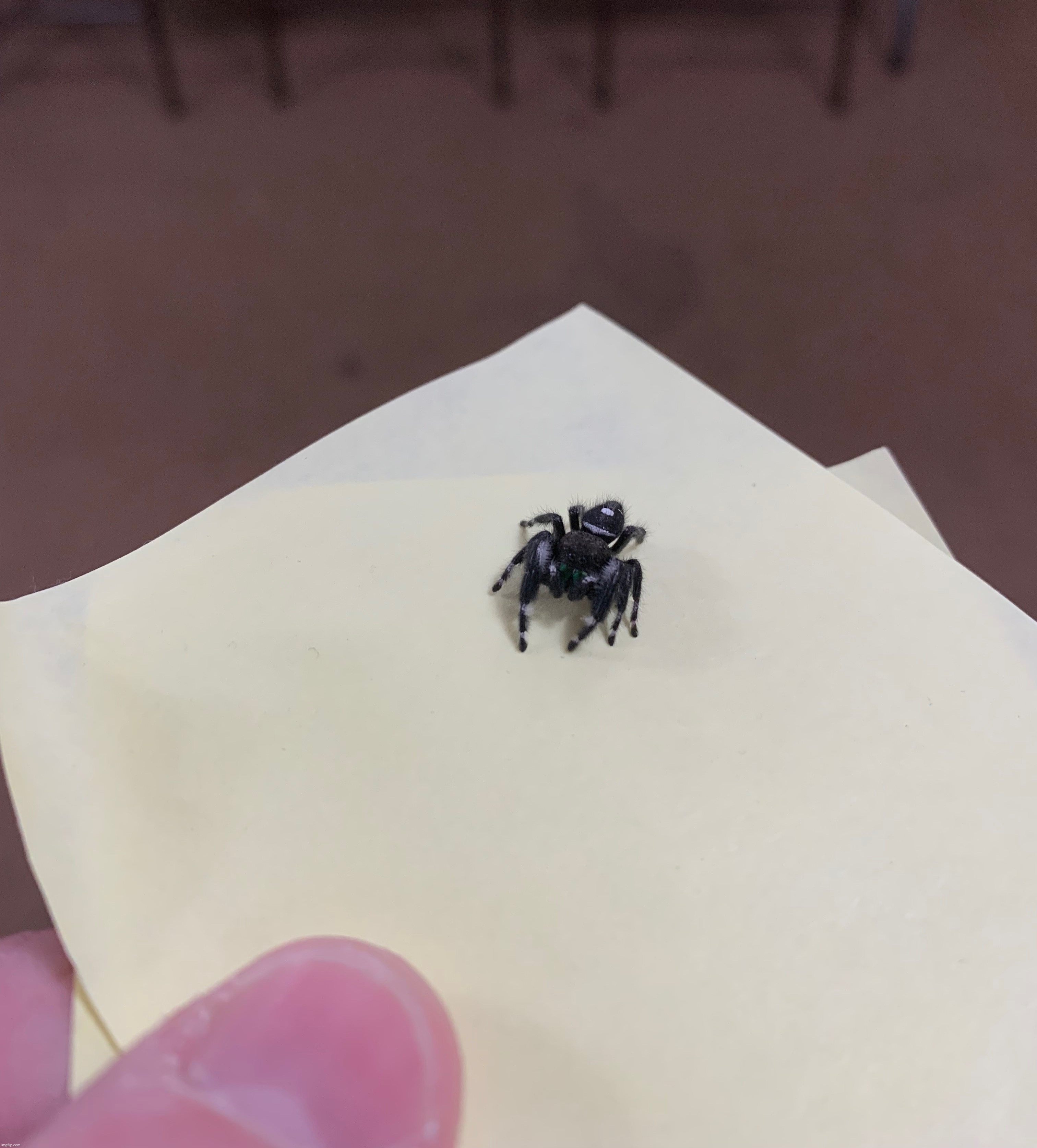 Spider that jumps | made w/ Imgflip meme maker