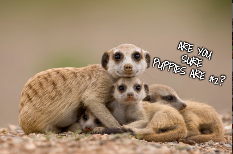 ARE YOU SURE PUPPIES ARE #2? | made w/ Imgflip meme maker