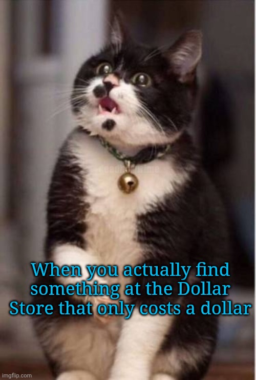 Shock and awe | deadboxprime; When you actually find something at the Dollar Store that only costs a dollar | image tagged in what the hell cat | made w/ Imgflip meme maker