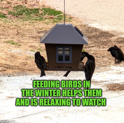 Feeding birds in the winter helps them and is relaxing to watch | FEEDING BIRDS IN THE WINTER HELPS THEM AND IS RELAXING TO WATCH | image tagged in bird feeder,bird,winter,feeding bird | made w/ Imgflip meme maker
