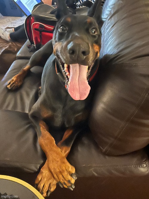 weekly dogpost #1 | image tagged in dog | made w/ Imgflip meme maker
