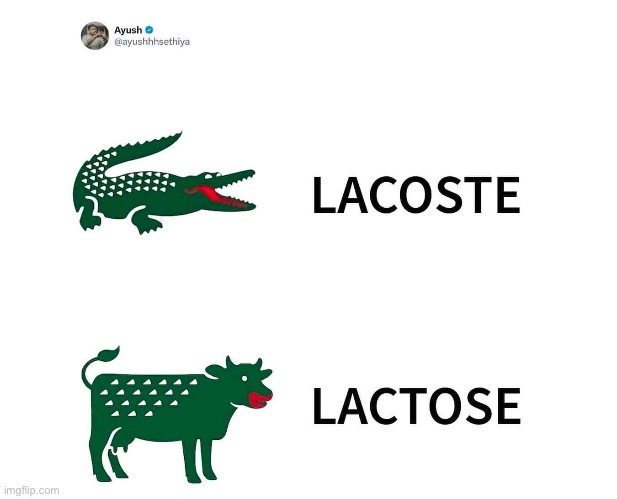 Lactose? | image tagged in lactose intolerant,cow,lacoste,aligator,shirt | made w/ Imgflip meme maker