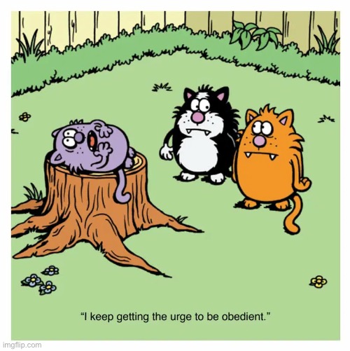 Learn to Speak Cat | image tagged in cats,learn to speak cat,comics,the urge,obedient | made w/ Imgflip meme maker