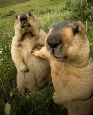 Dam!!!! Blank Meme Template