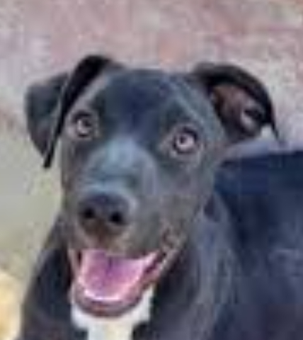 Dog Blank Meme Template