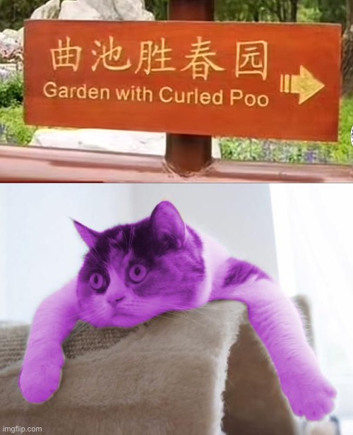 image tagged in raycat stare | made w/ Imgflip meme maker