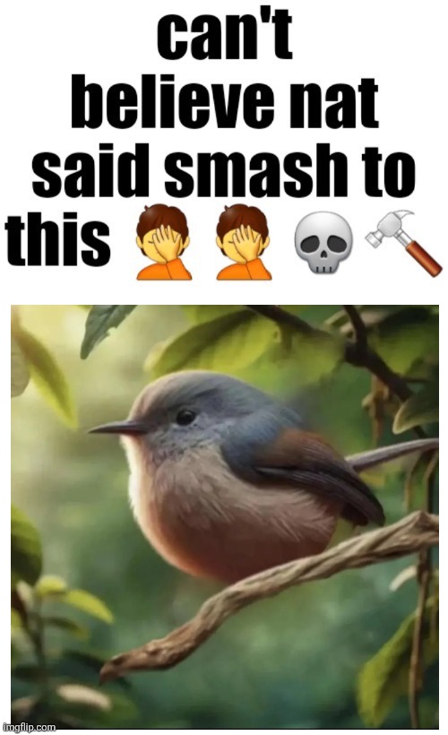 SLURS HATE CRIMES DEATH TERRORISM MURDER | image tagged in can t believe nat said smash to this | made w/ Imgflip meme maker