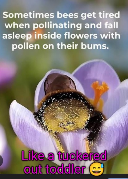 Cute as a baby's bottom | Like a tuckered out toddler 😅 | image tagged in bees | made w/ Imgflip meme maker