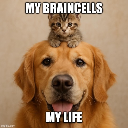 Kitten and Dog | MY BRAINCELLS; MY LIFE | image tagged in kitten and dog | made w/ Imgflip meme maker