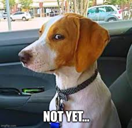 Sideways Glance Dog | NOT YET... | image tagged in sideways glance dog | made w/ Imgflip meme maker