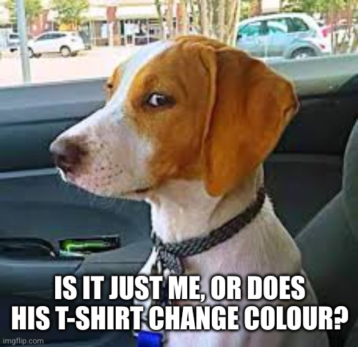 Sideways Glance Dog | IS IT JUST ME, OR DOES HIS T-SHIRT CHANGE COLOUR? | image tagged in sideways glance dog | made w/ Imgflip meme maker