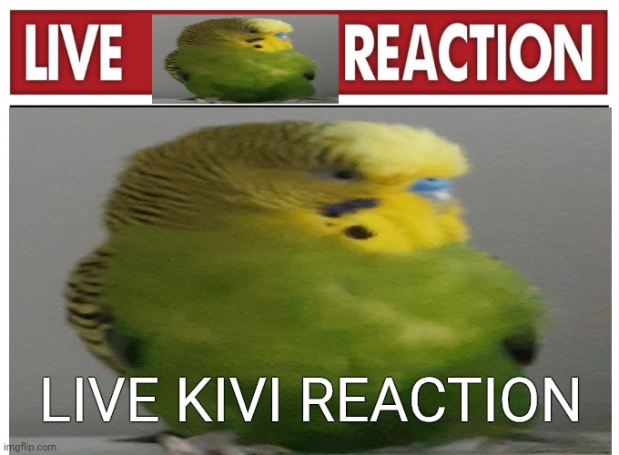 LIVE KIVI REACTION | LIVE KIVI REACTION | image tagged in bird,live reaction,green,yellow,animals,hahaha | made w/ Imgflip meme maker