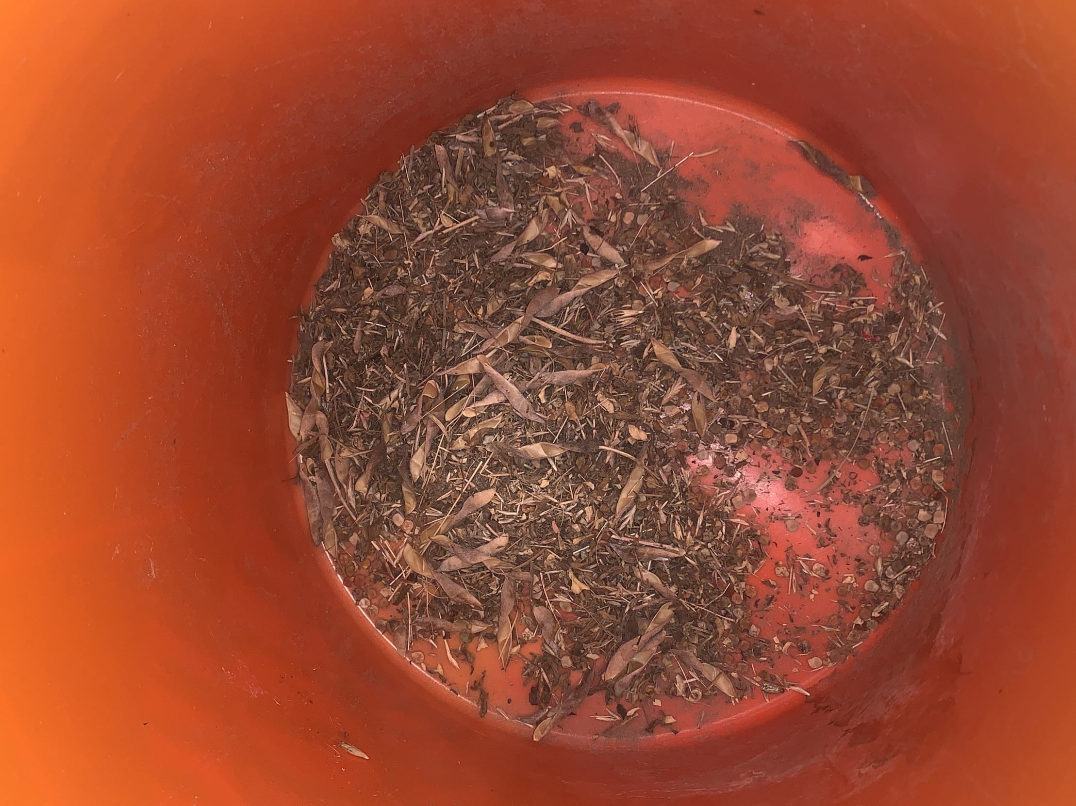 Bluebonnet seeds at the bottom of a 5 gallon bucket Blank Meme Template