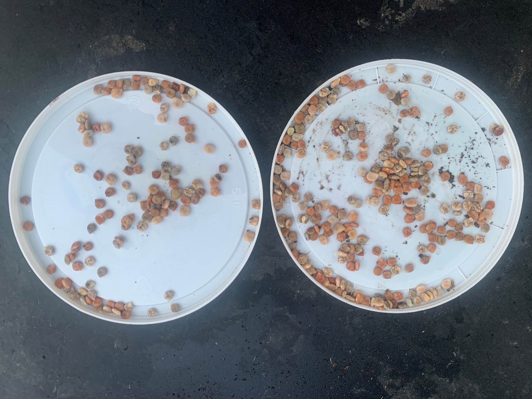 Blue bonnet seeds Bluebonnet Blank Meme Template