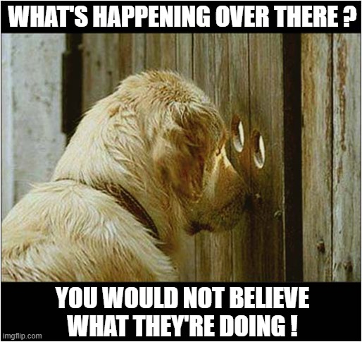 Spying On The Neighbours ! | WHAT'S HAPPENING OVER THERE ? YOU WOULD NOT BELIEVE WHAT THEY'RE DOING ! | image tagged in dogs,spying,neighbours,unbelievable | made w/ Imgflip meme maker