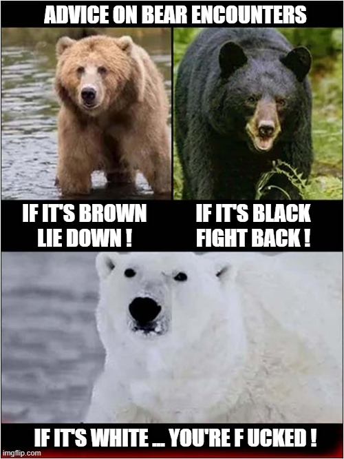 Some Useful Tips For Campers | ADVICE ON BEAR ENCOUNTERS; IF IT'S BROWN
LIE DOWN ! IF IT'S BLACK
FIGHT BACK ! IF IT'S WHITE ... YOU'RE F UCKED ! | image tagged in bears,tips,dark humour | made w/ Imgflip meme maker