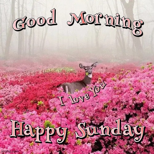 Happy Sunday | image tagged in good morning,good memes,i love you,deer,flowers,happy | made w/ Imgflip meme maker