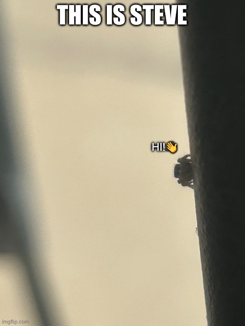 Here’s a picture of a jumping spider I found a few months ago | THIS IS STEVE; HI!👋 | image tagged in cute | made w/ Imgflip meme maker