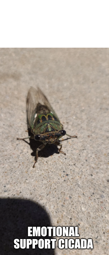 emotional suppory cicada Blank Meme Template