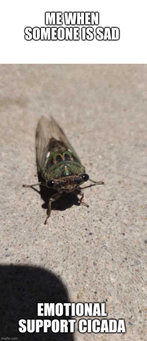 me when someone is sad <3 | ME WHEN SOMEONE IS SAD | image tagged in emotional suppory cicada | made w/ Imgflip meme maker