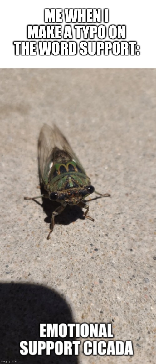 emotional support cicada!! | ME WHEN I MAKE A TYPO ON THE WORD SUPPORT: | image tagged in emotional suppory cicada | made w/ Imgflip meme maker