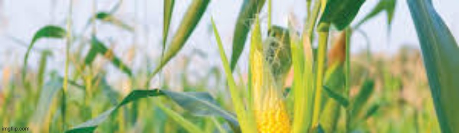 can you get banned for posting cropped corn | made w/ Imgflip meme maker