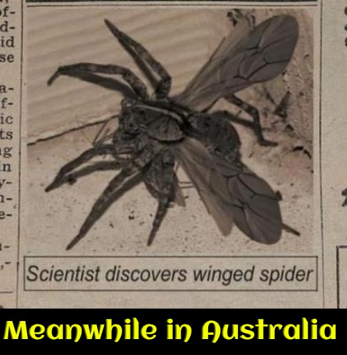 Bet It Was In Australia | Meanwhile in Australia | image tagged in meanwhile in australia,welcome to australia,spiders,arachnophobia,funny memes,scary | made w/ Imgflip meme maker