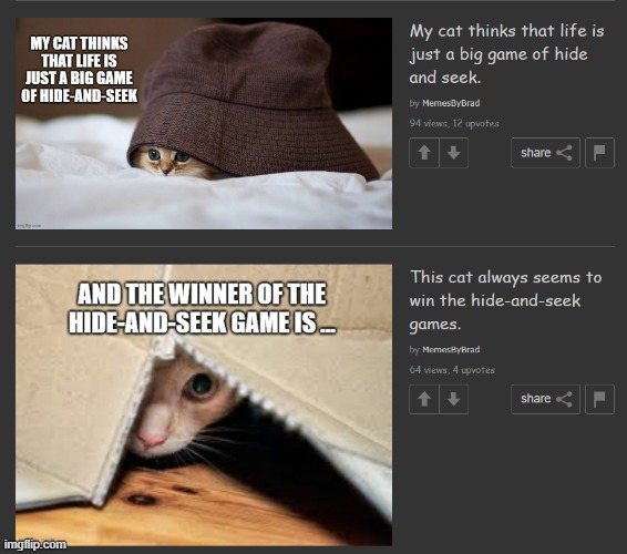saw this in cats stream | image tagged in cats | made w/ Imgflip meme maker