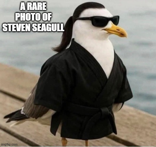 And here's a rare picture of Steven Seagull.   --  funny -- | A RARE PHOTO OF STEVEN SEAGULL | image tagged in funny,play on words,celebrity,humor,funny picture,steven seagal | made w/ Imgflip meme maker