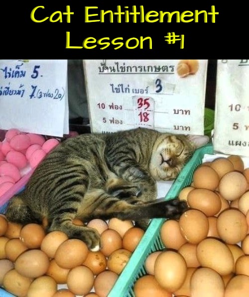 Cat Entitlement Lesson #1 | Cat Entitlement Lesson #1 | image tagged in cats,funny cats,entitlement,life lessons,spoiled brat,narcissism | made w/ Imgflip meme maker