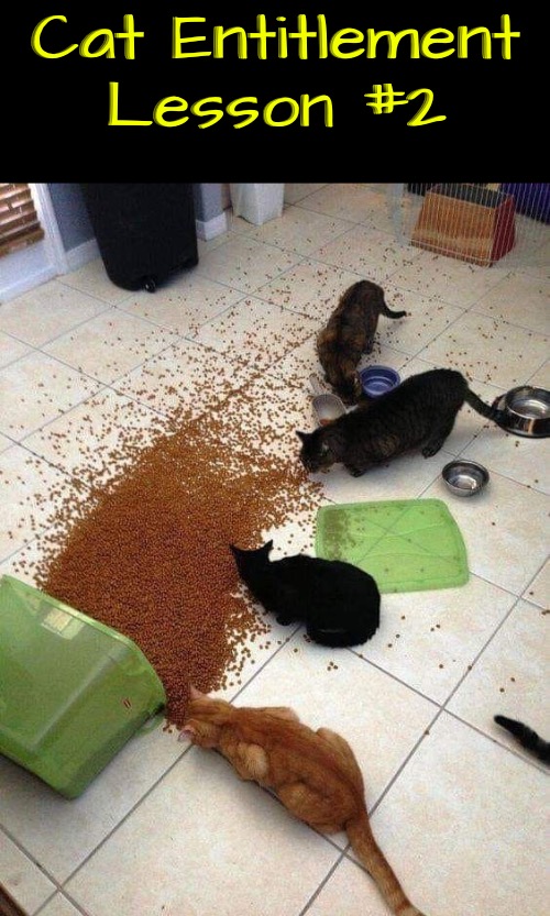Cat Entitlement Lesson 2 | Cat Entitlement Lesson #2 | image tagged in cats,funny cats,entitlement,narcissism,life lessons,evil overlord rules | made w/ Imgflip meme maker