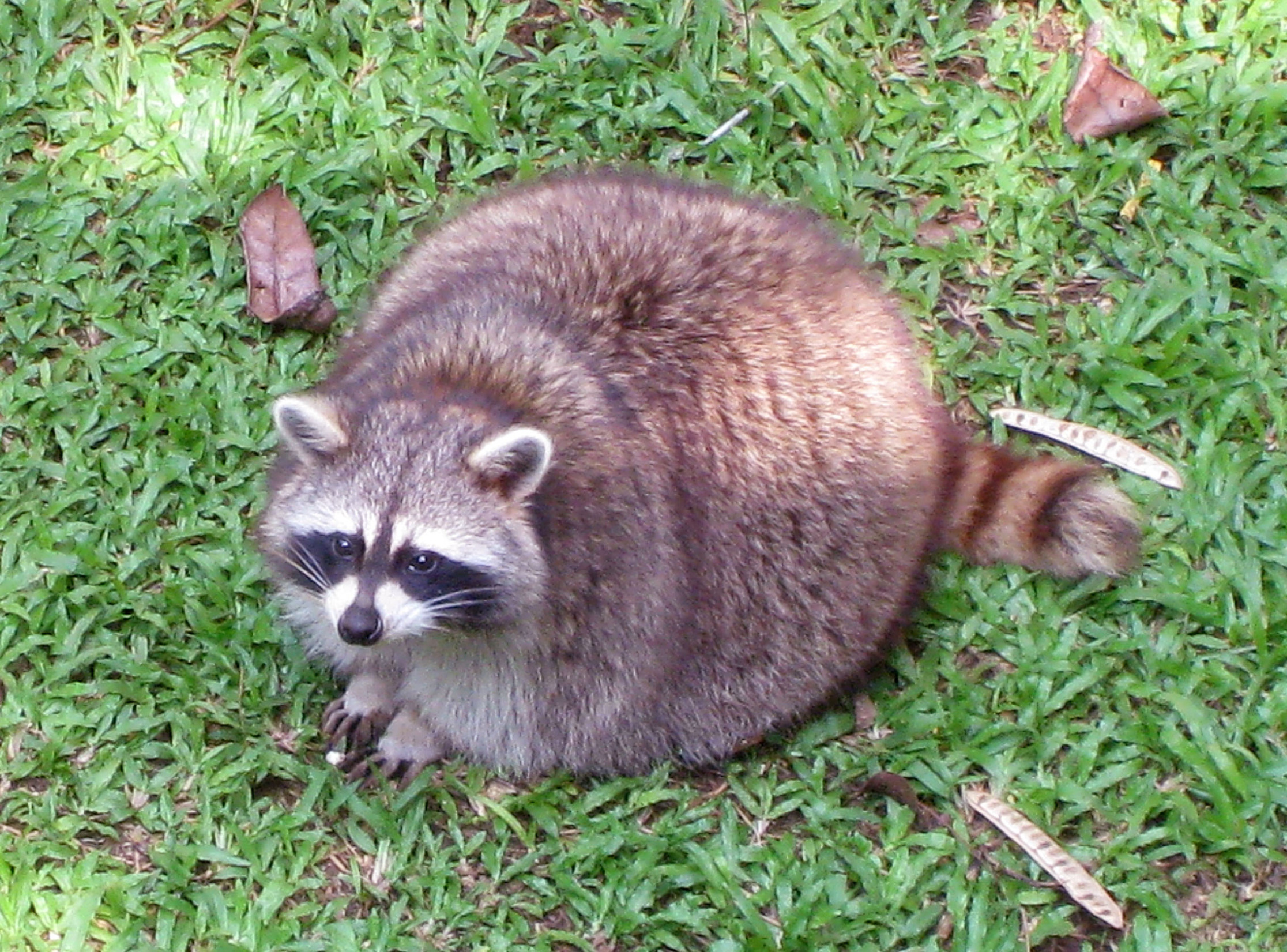 Day racoon Blank Meme Template
