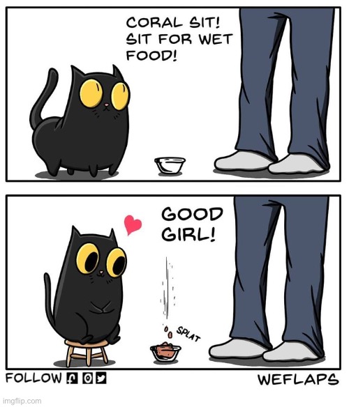 WeFlaps | image tagged in cats,weflaps,coral,sit,wet food,stool | made w/ Imgflip meme maker