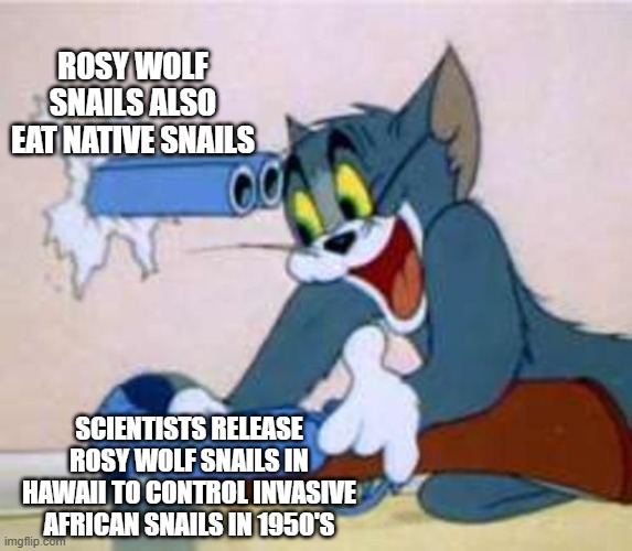 Snail Fail | ROSY WOLF SNAILS ALSO EAT NATIVE SNAILS; SCIENTISTS RELEASE ROSY WOLF SNAILS IN HAWAII TO CONTROL INVASIVE AFRICAN SNAILS IN 1950'S | image tagged in tom the cat shooting himself | made w/ Imgflip meme maker
