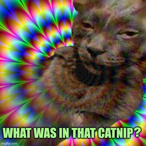 WHAT WAS IN THAT CATNIP; ? | image tagged in black cat,catnip,psychedelic,high,much wow,the most interesting cat in the world | made w/ Imgflip meme maker