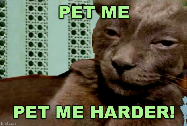 HARDER!! | PET ME; PET ME HARDER! | image tagged in cat,black cat,pet humor,hard,hard times,i love you | made w/ Imgflip meme maker