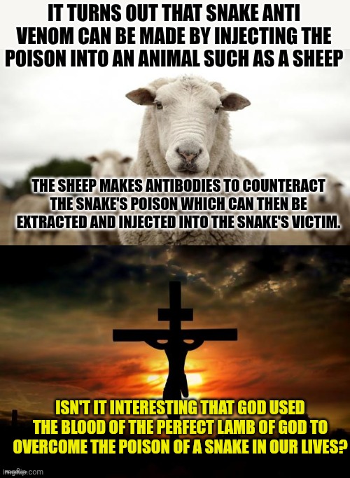 IT TURNS OUT THAT SNAKE ANTI VENOM CAN BE MADE BY INJECTING THE POISON INTO AN ANIMAL SUCH AS A SHEEP; THE SHEEP MAKES ANTIBODIES TO COUNTERACT THE SNAKE'S POISON WHICH CAN THEN BE EXTRACTED AND INJECTED INTO THE SNAKE'S VICTIM. ISN'T IT INTERESTING THAT GOD USED THE BLOOD OF THE PERFECT LAMB OF GOD TO OVERCOME THE POISON OF A SNAKE IN OUR LIVES? | image tagged in sheep,jesus on the cross | made w/ Imgflip meme maker